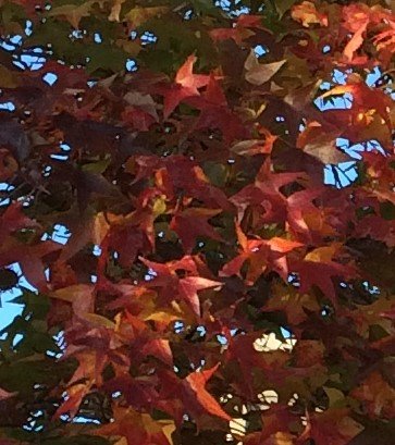 sweetgum3.jpg