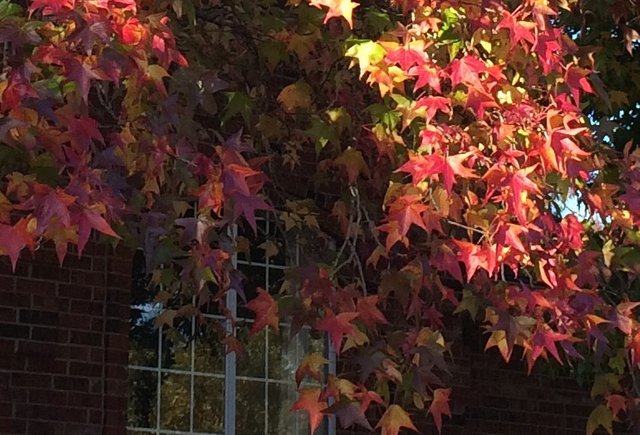 sweetgum4.jpg