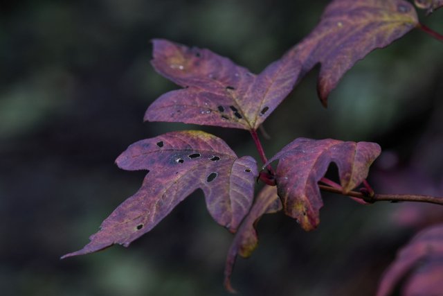 purple leaf autumn.jpg