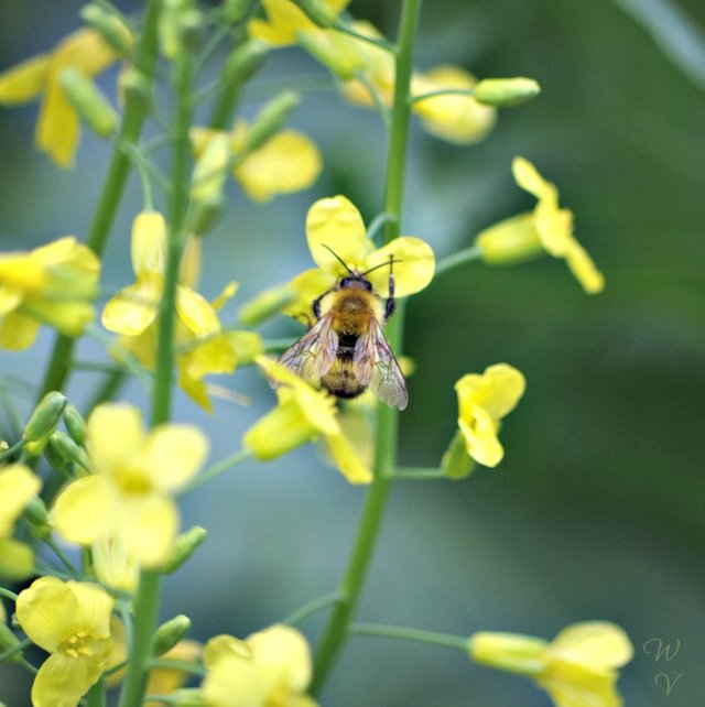 colorchallenge wednesdayyellow photography flowers .jpg