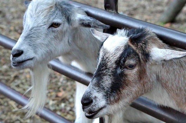 animalsunday photography goats sunscape.jpg