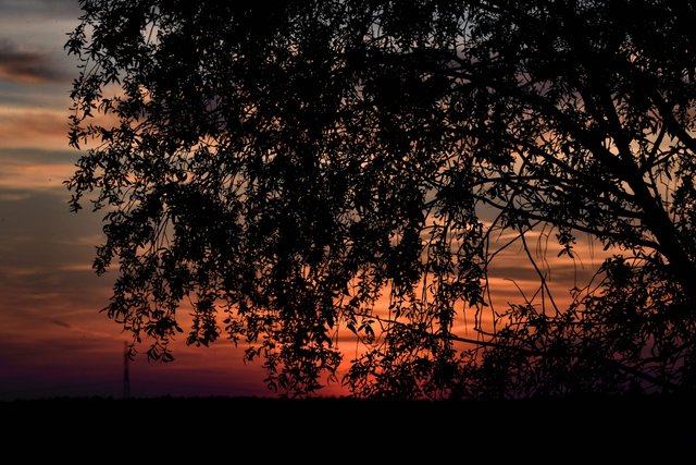 tree sunset silhouette.jpg