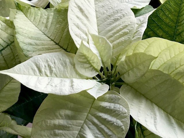 wiwcontest photography flowers poinsettia sunscape.jpg