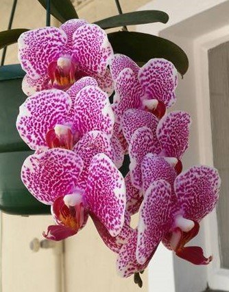 phalaenopsis orchid (moth)1.jpg