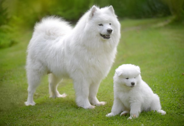 samoyed.jpg