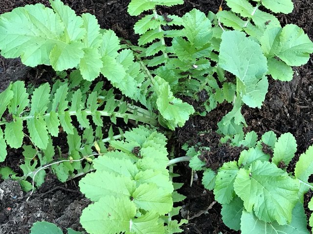 gardening sustainableliving manure composting veggies radish .jpg