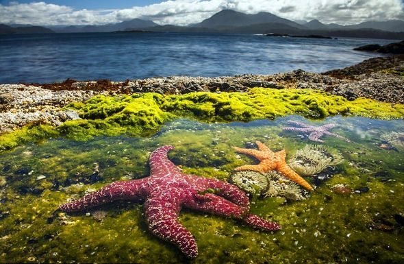 455695CC00000578-4981992-Three_large_starfish_scavenge_for_food_in_rock_pools_They_are_th-a-23_1508083878367-590x385.jpg