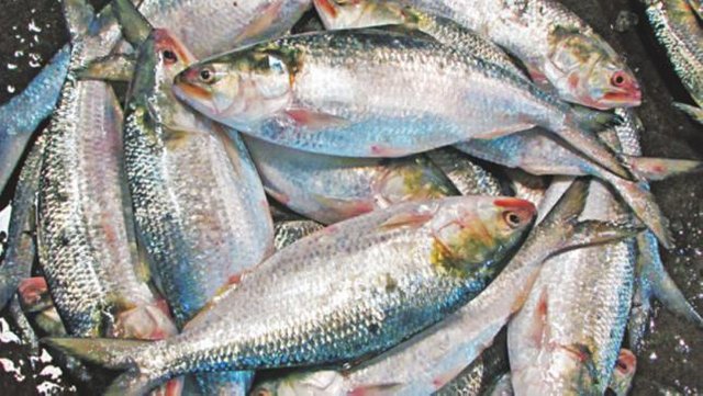 hilsa-fish_bd_4.jpg