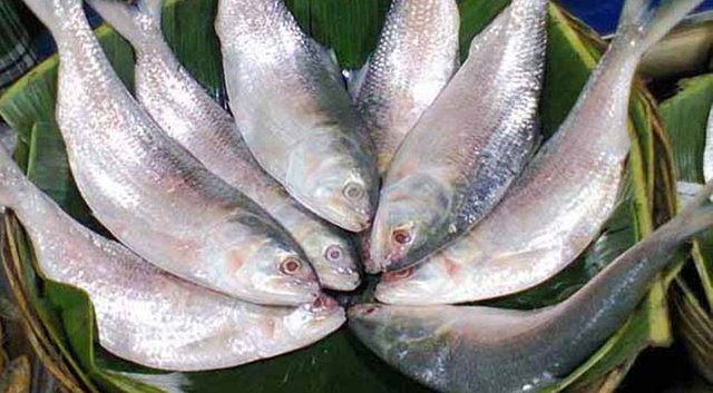 hilsa-fish_bd_10.jpg