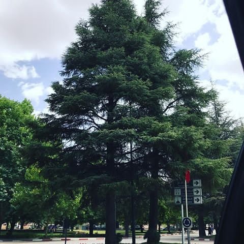 شجرة الارز Cedre Steemit
