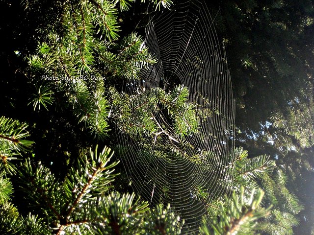 A Perfect Giant Web.JPG