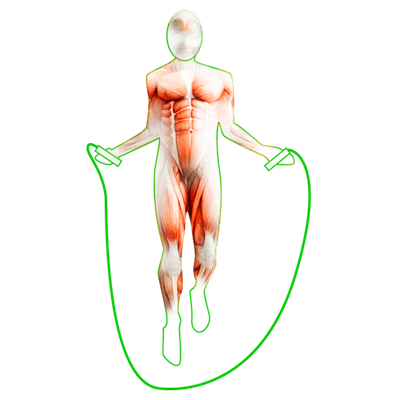 jump-rope-muscles-1-800x556.png