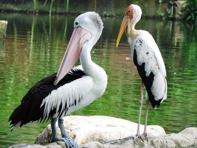 spotbilled-pelican-2458827_960_720.jpg