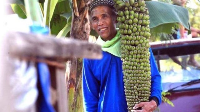 pohon pisang.jpg