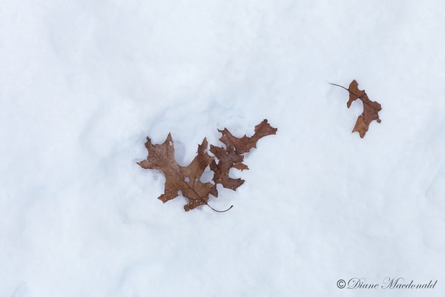 oak leaves in snow.jpg