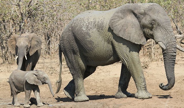 African_bush_elephant,_Loxodonta_africana_at_Punda_Maria,_Kruger_National_Park,_South_Africa._Includes_lots_of_baby_elephant._(20591038820).jpg