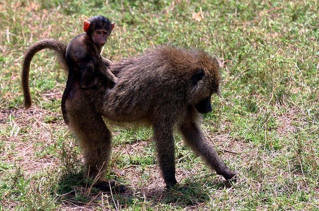 Baby_baboon_on_back.jpg