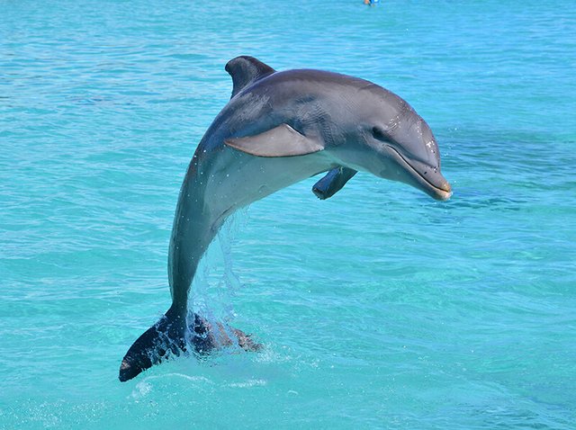 dolphin.jpg