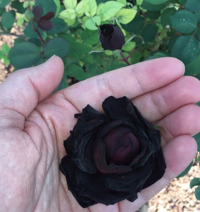 BLACK ROSE.jpg