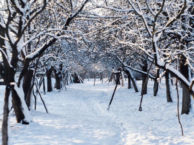 winter trees 1.JPG