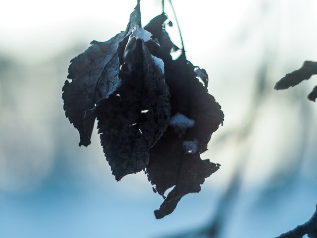 winter trees 2.JPG