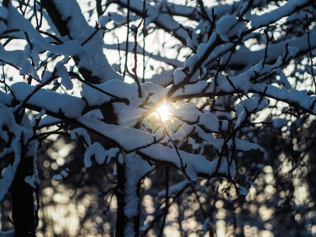 winter trees 3.JPG