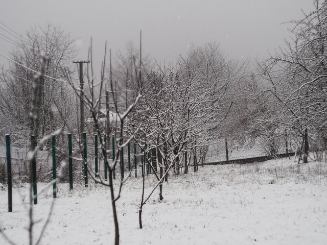 winter trees 4.JPG