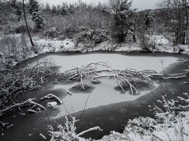 winter trees 5.JPG