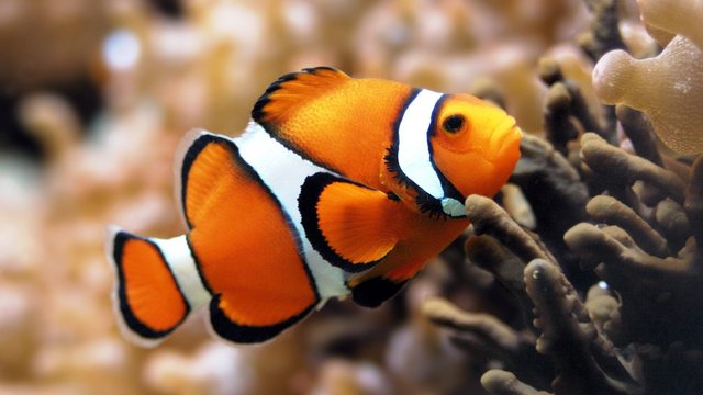 fishes-orange-clownfish-desktop-backgrounds-hd-fish-1920x1080 (1).jpg