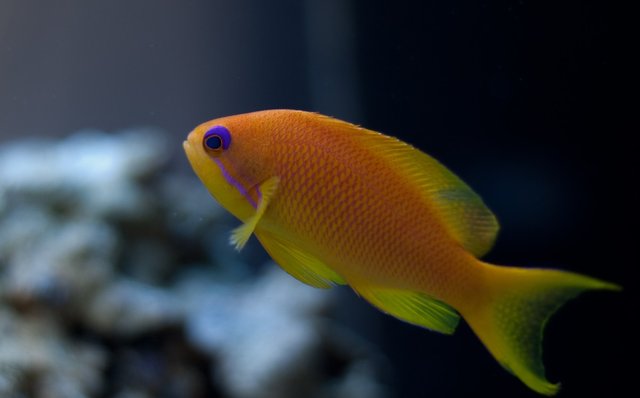 Lyretail anthias.jpeg