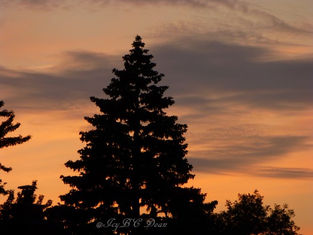 Natural Christmas Tree.JPG