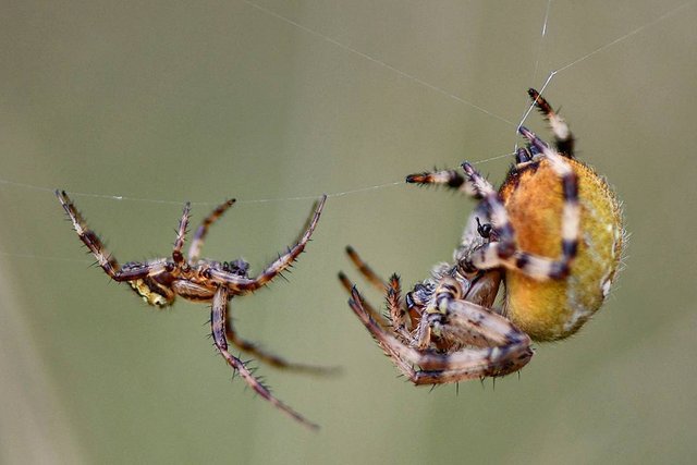 spider playing web.jpg