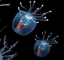 Plankton.jpg
