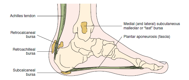 Tendon Yaralanmalari Ve Agrilari Tendon Injuries And Pain Tr Steemit