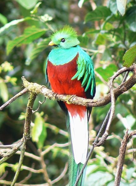 resplendent-quetzal.jpg