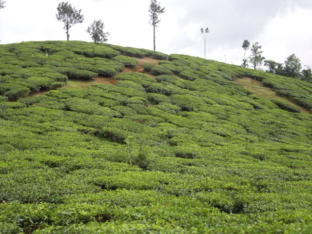 tea-plantation