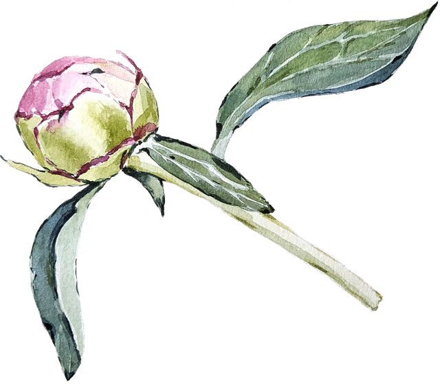 peony08.png