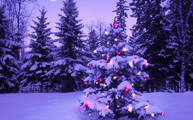 wood_new_year_christmas_fur-tree_fires_garland_snow_winter_sky_moon_evening_8274_2560x1600.jpg