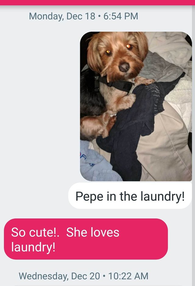 text dog 5.jpg