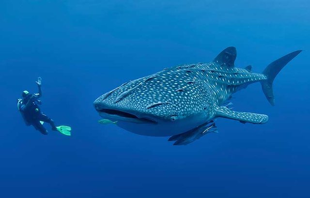 diving-with-whale-shark-philippines (1).jpg