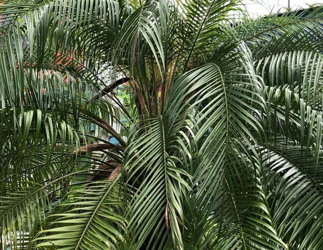 colorchallenge thursdaygreen palmtrees sunscape  .jpg