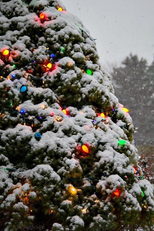 colourfulphotography christmas tree snow sunscape.jpg