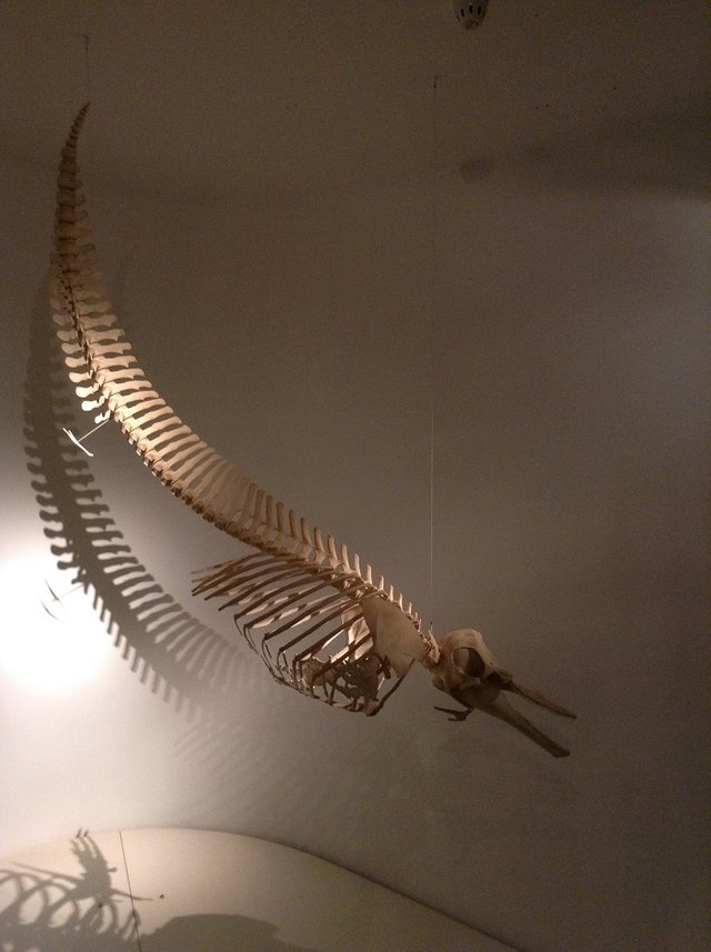 SAMM - Port River Dolphin Skeleton.JPG