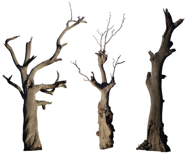 dead_tree_pack_001___hb593200_by_hb593200-d6aktb9.png