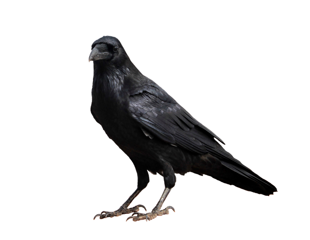 crow_on_a_transparent_background__by_prussiaart-dbk9wsi.png