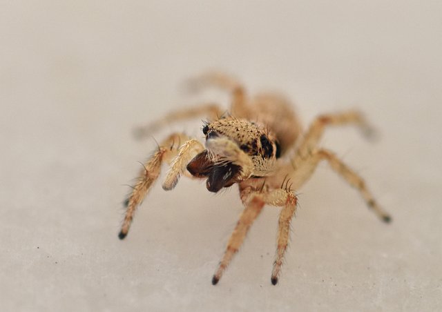 jumping spider macro 2.jpg