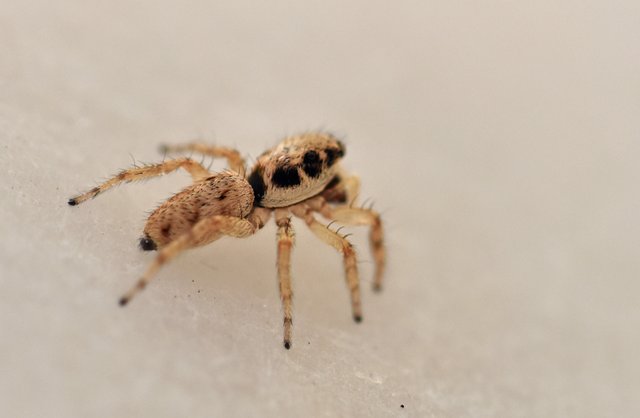 jumping spider macro 3.jpg