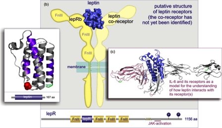 04figure 23 leptin and its receptors.jpg