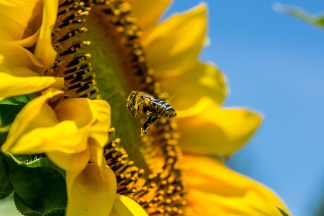 bee-sun-flower-yellow-busy-bee.jpg