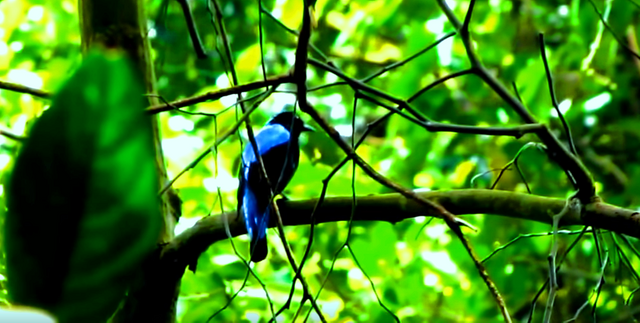 My Pet Is Blue Cucak Steemit